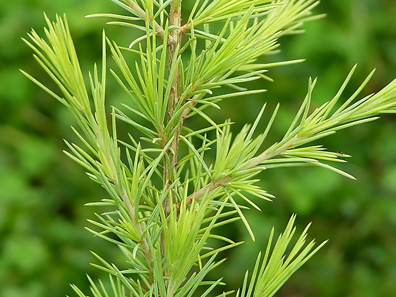 Deodar Cedar, (Himalayan Cedar), Cedrus deodara, Tree Seeds gallery