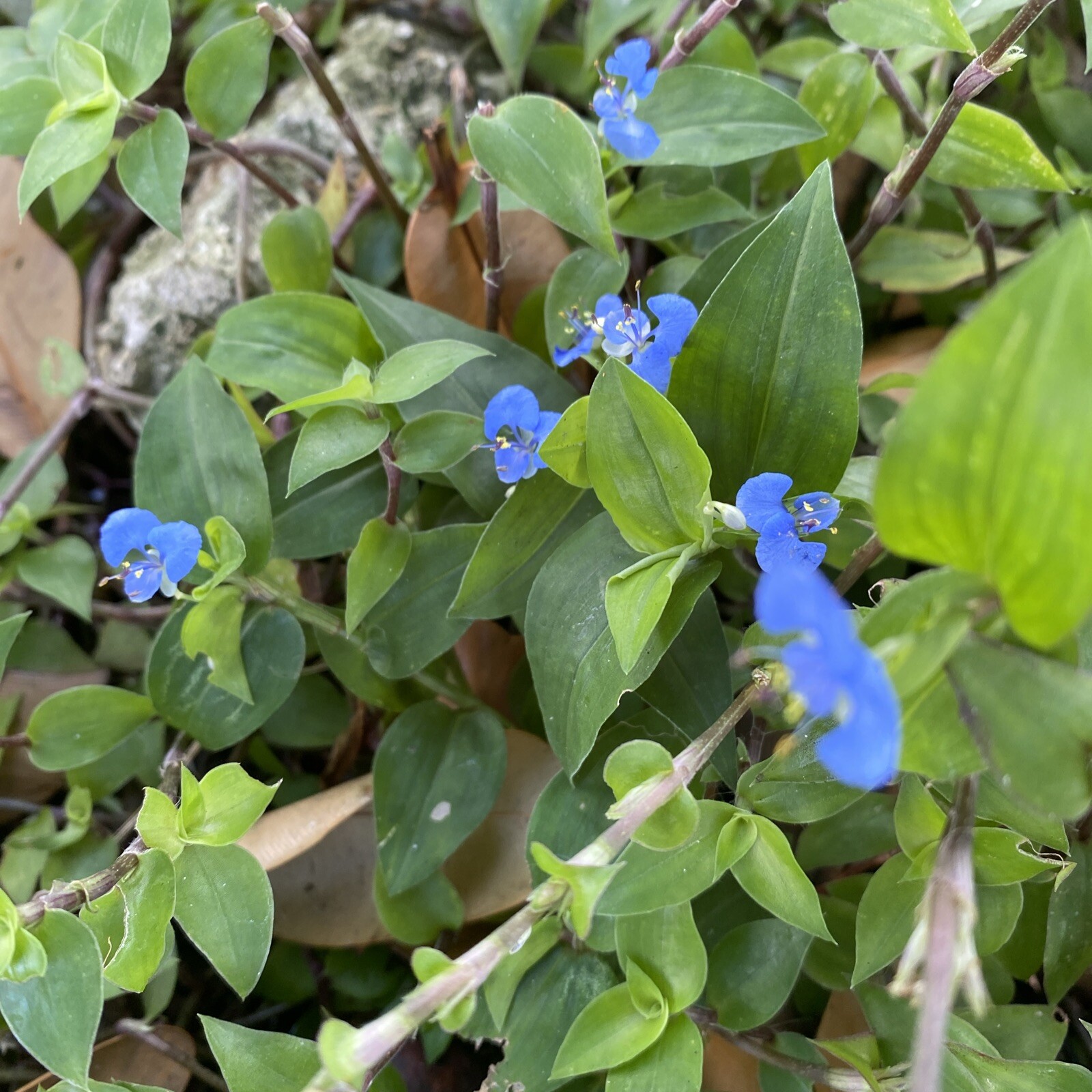 Commelina Diffusa 20 Cuttings 5 to 7 Inches No Soil, No Roots gallery