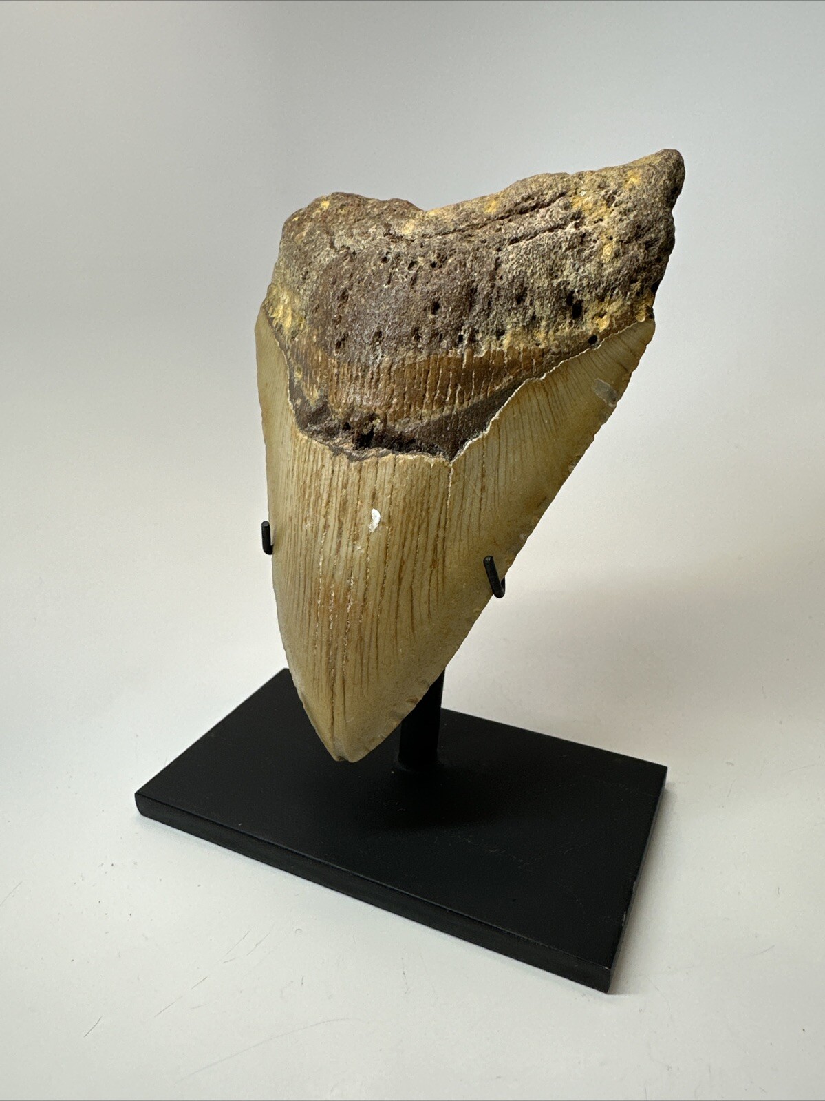 Modern Minimalist Display Stand - Aluminum - Megalodon Shark Teeth gallery