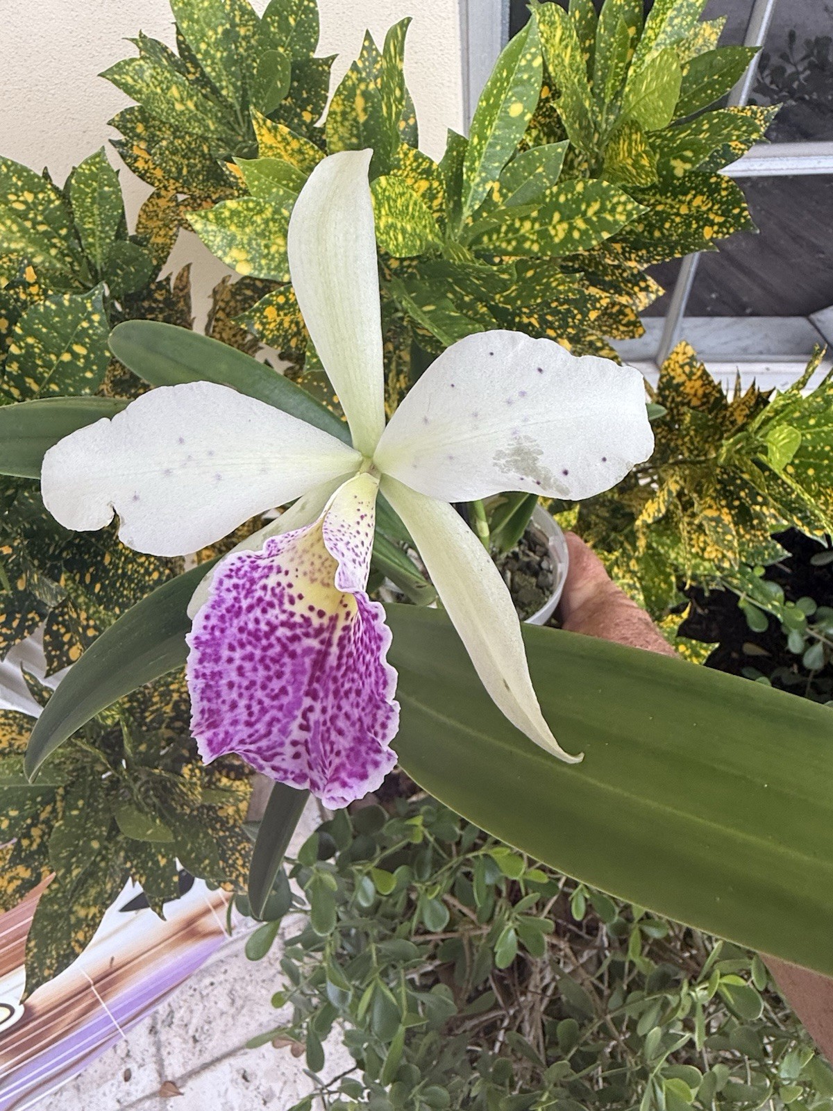 Rhynchobrassoleya Hsinying Anna Star Orchid plant Blooming Size 4” FRAGRANT gallery