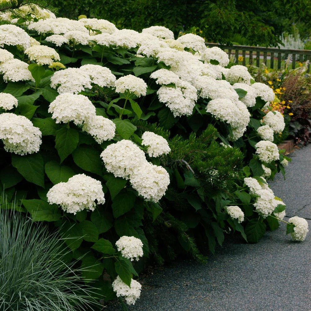 Live Rooted Annabelle Hydrangea Cutting Arborescens White Snowball Zones 3-9 gallery