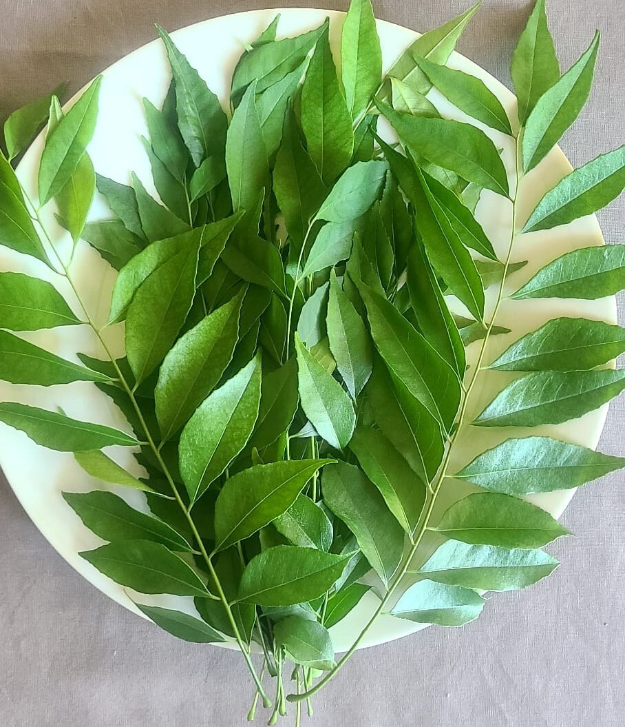 USDA Cert - 5 oz- Fresh Curry Leaves on Petiole -FREE SHIPPING-Organic,CA-grown gallery