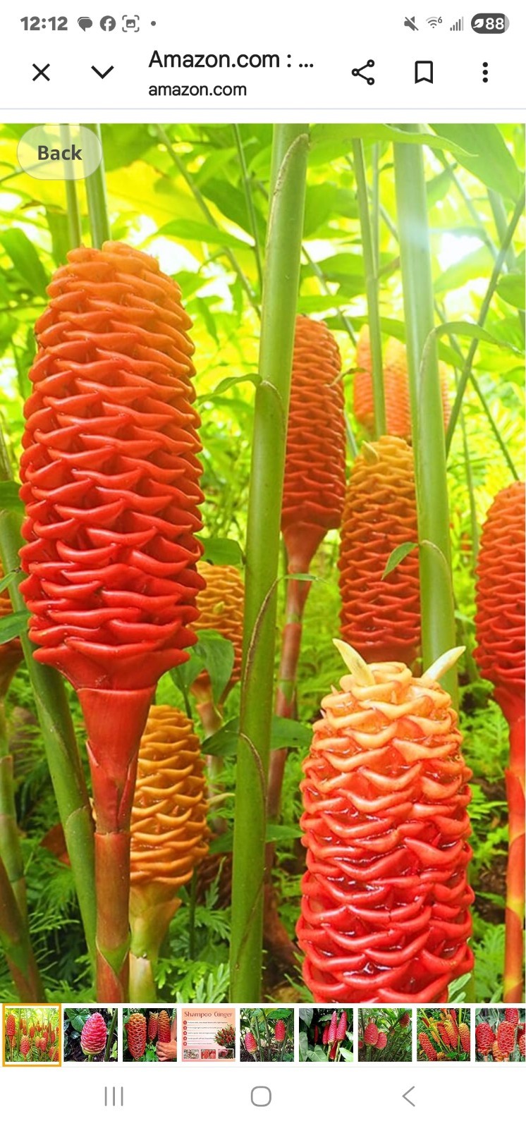 SHAMPOO Ginger PINK Zingiber zerumbet Edible NOT RHIZOME LIVE PLANT 8-10" gallery