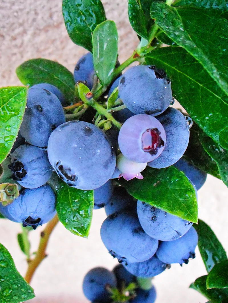 5 Emerald Blueberry - Vaccinium corymbosum - Starter Plug gallery