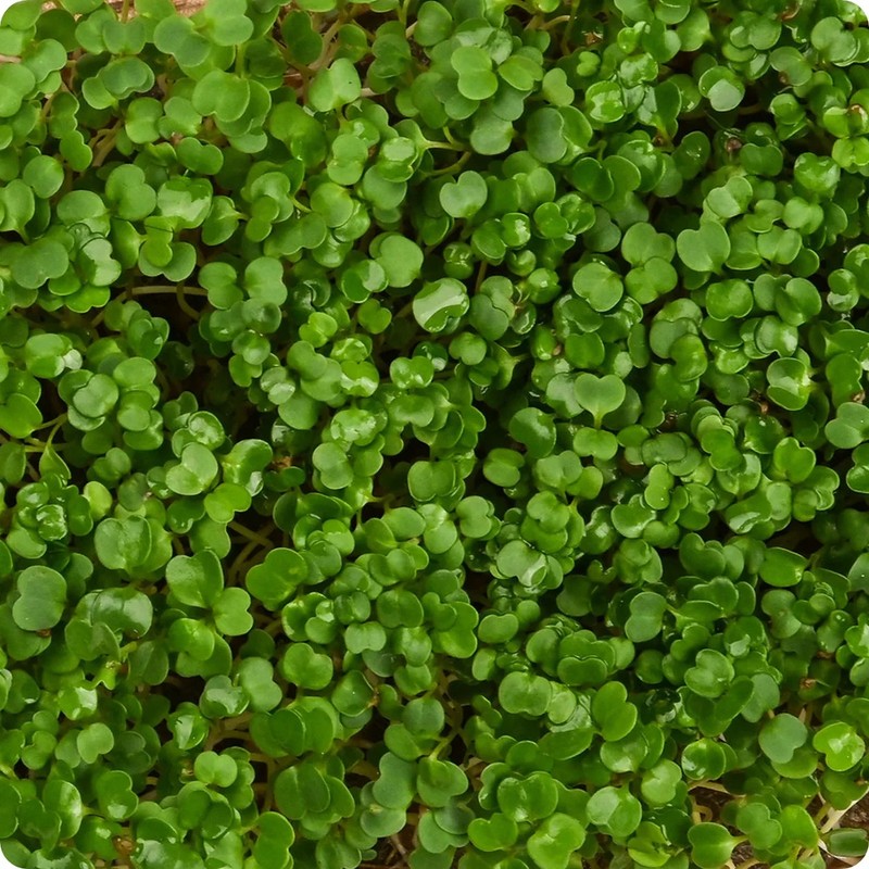 3-pack combo Powerhouse Microgreens seeds non-GMO (2.5oz. pack ea.) gallery
