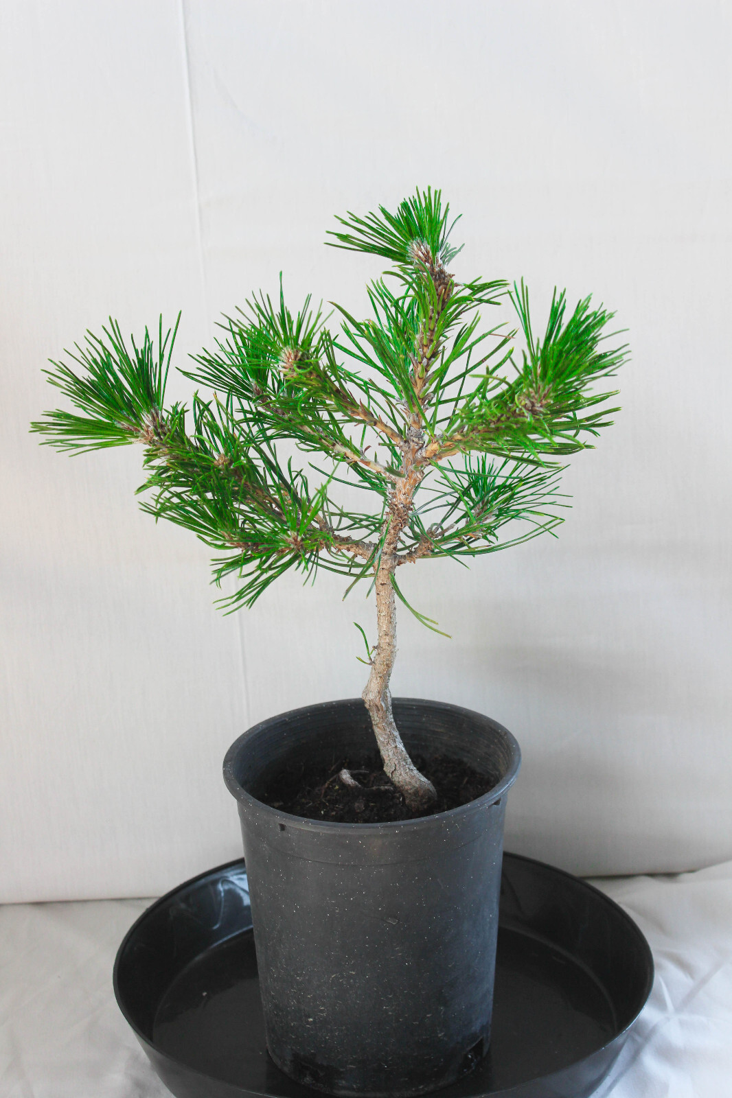 Japanese Black Pine 'Mikawa' Trained Pre-Bonsai Tree - 1 Gallon Informal Upright gallery