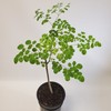 2-3ft Tall Moringa Oleifera Tree Save 6 Months of Grow Time AKA Miracle Tree gallery