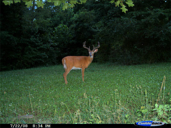 Sixpoint Chicory Food Plot Seed - 1 lb. gallery
