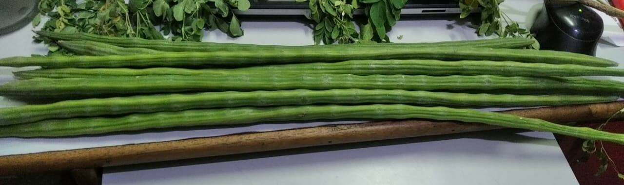 Moringa oleifera ODC | 5_Seeds gallery