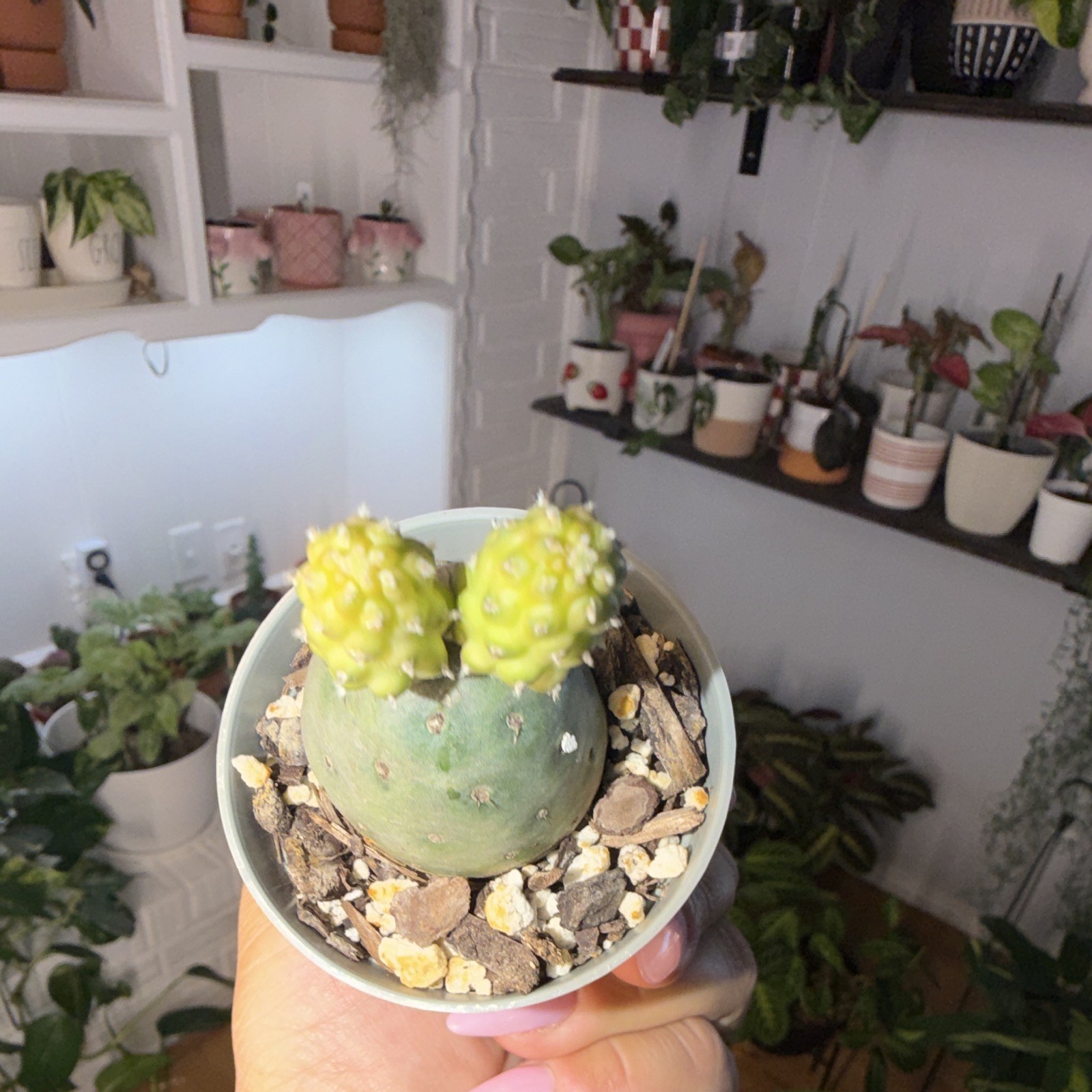 Snowman Cactus 🌵 ⛄️ with growing babies. gallery