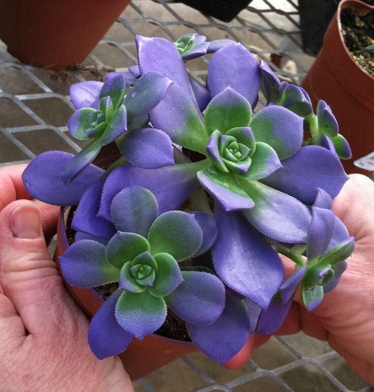 100pcs Mixed Rare Succulent Seeds, Mult-Color Indoor/Outdoor Plant gallery