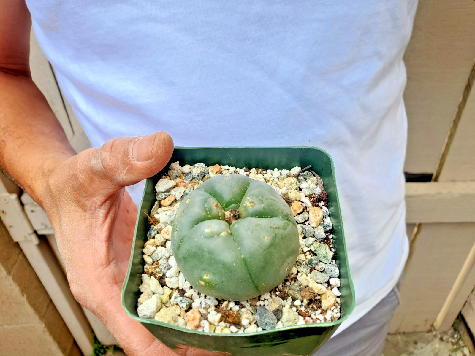 Unknown Cactus -G gallery