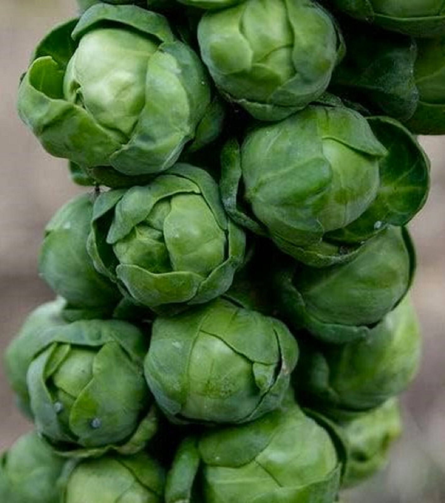 Long Island Brussels Sprout Seeds 200+ SEEDS NON-GMO -BUY 4 ITEMS FREE SHIP gallery