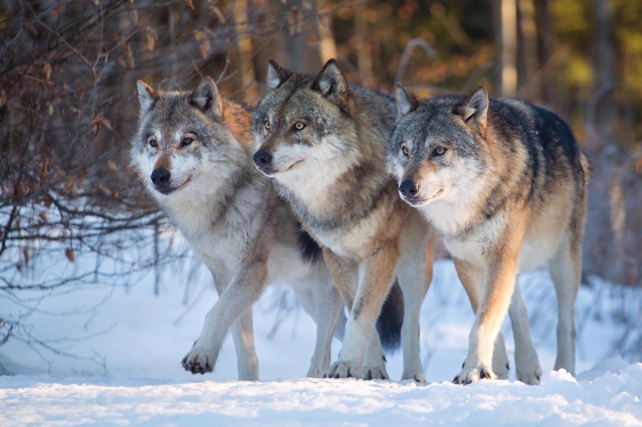 WOLVES GLOSSY POSTER PICTURE PHOTO wall decor wolf pack timberwolves dogs 2383 gallery