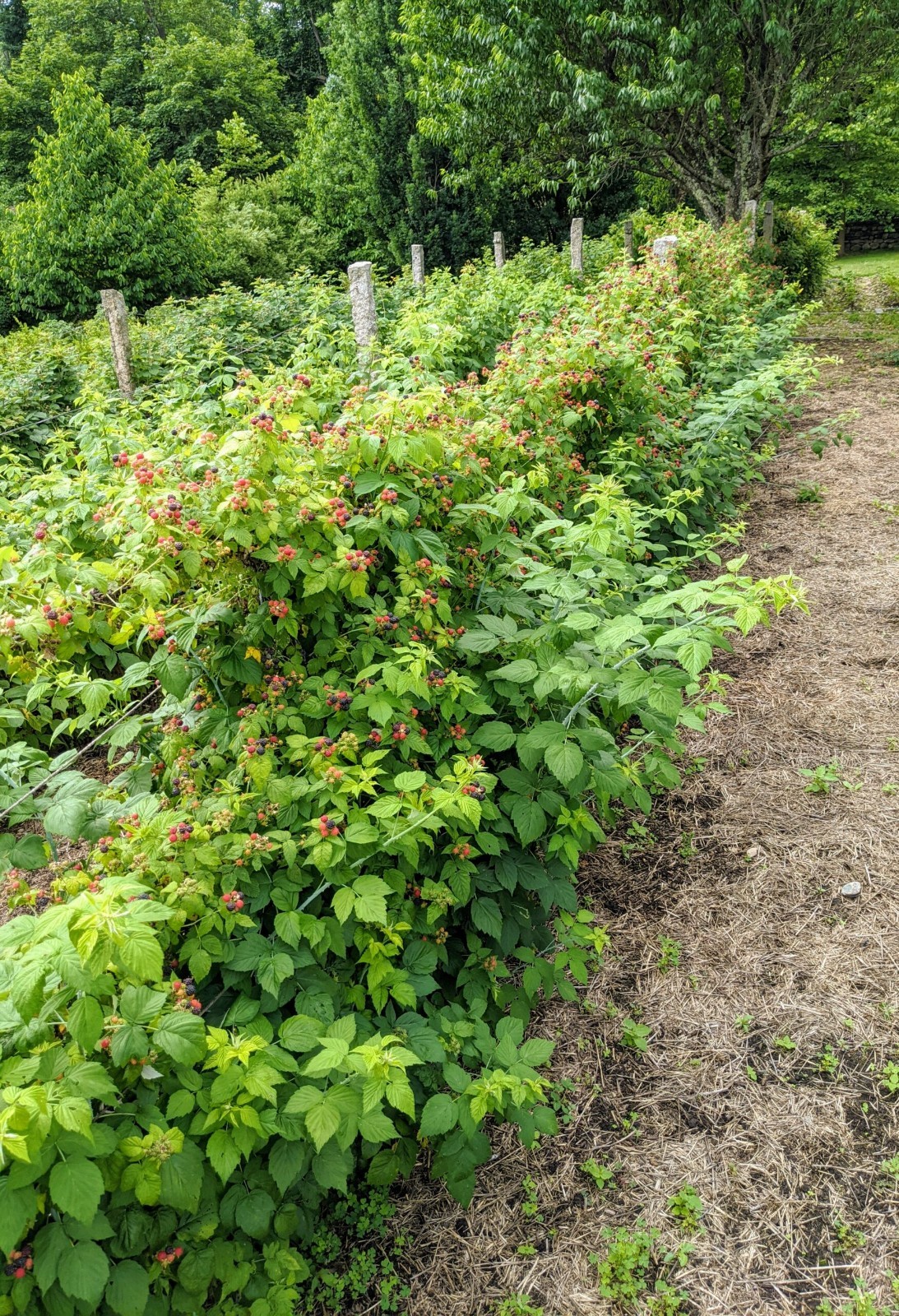 1 Double Gold Raspberry rooted plant. zones 5-8. Champagne colored raspberry. gallery