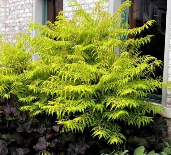 Staghorn Cutleaf Sumac 'TigerEyes' (rhus typhina) gallery