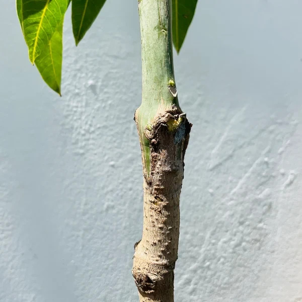 Grafted Coconut Cream Mango Tree – Premium Tropical Fruit Tree – Rare Variety gallery
