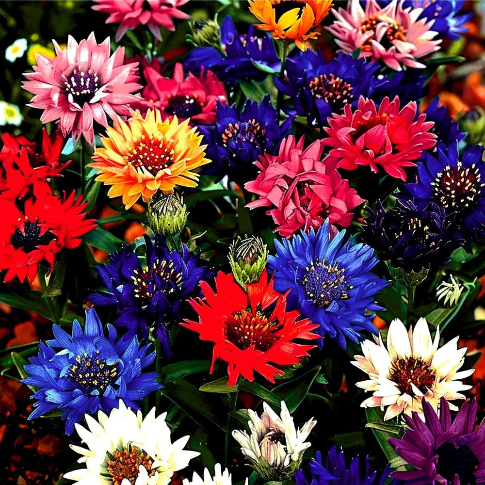 1008+ Dwarf Colorful Cornflower Seeds Perennial, Cornflower Seeds Mix for Planti gallery