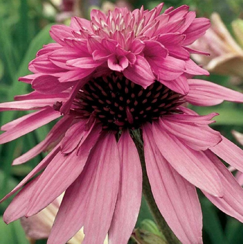 Doubledecker Purple Coneflower Echinacea Seeds ~ Echinacea Purpurea Doubledecker gallery