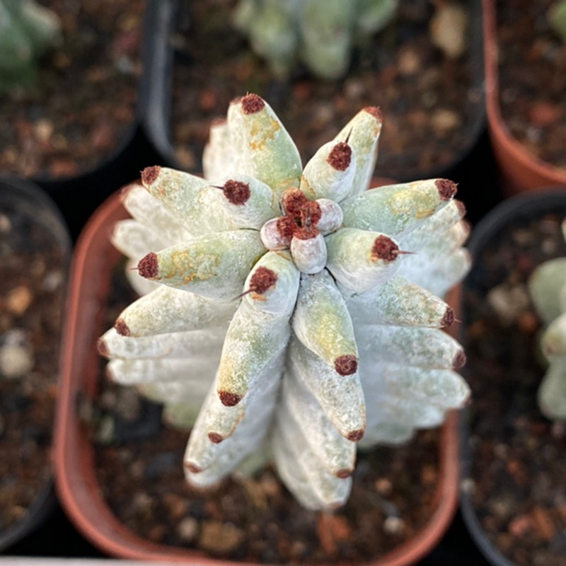High10-13cm cactus plants Stenocereus beneckei Home Garden beautiful Plants gallery