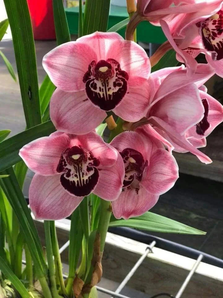Imported Winter Preety Orchid Imported Flower Bulbs pack of 2 gallery