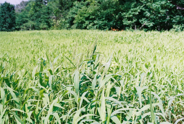(On Backorder) Brown Top Millet Seeds "Premium Florida Grown" 10 lbs.