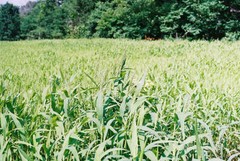 (On Backorder) Brown Top Millet Seeds “Premium Florida Grown” 10 lbs.