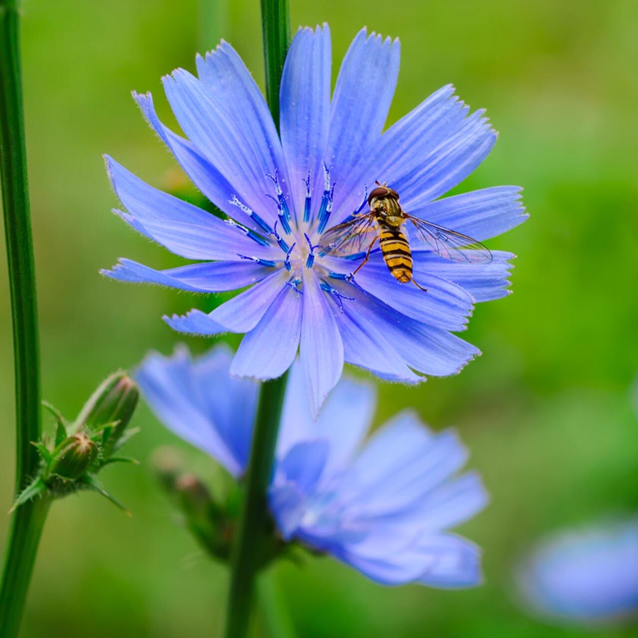 100 + Chicory Seeds / Purple / Perennial/ Planting/flowers / Coffee Subst gallery