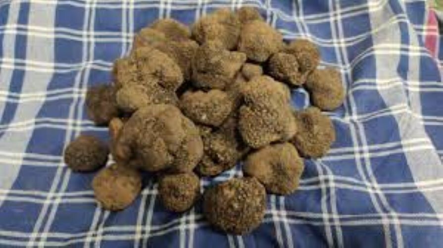 Precious Italian fresh black truffles. Black truffle 110g. 3,8 oz. Mushrooms. gallery