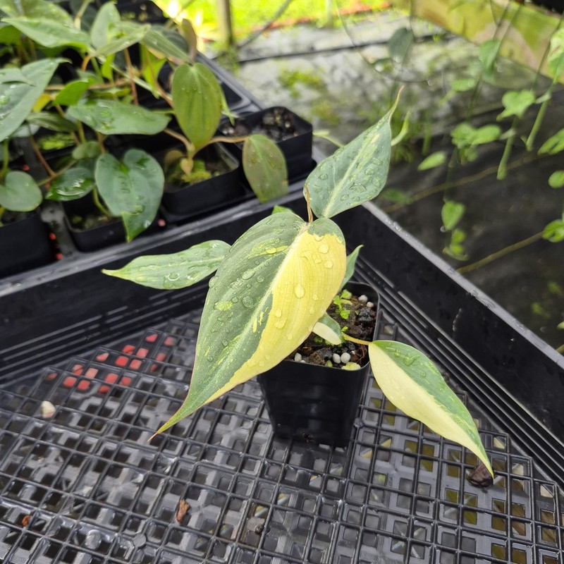 Philodendron Gloriosum variegated type 2, 2.5" pot, Fedex 2day* gallery