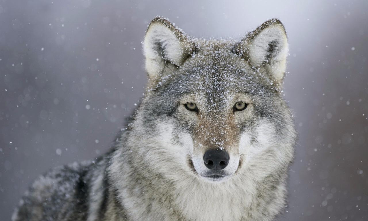 WOLF GLOSSY POSTER PICTURE PHOTO wall decor wolves cool dogs snow winter 2382 gallery