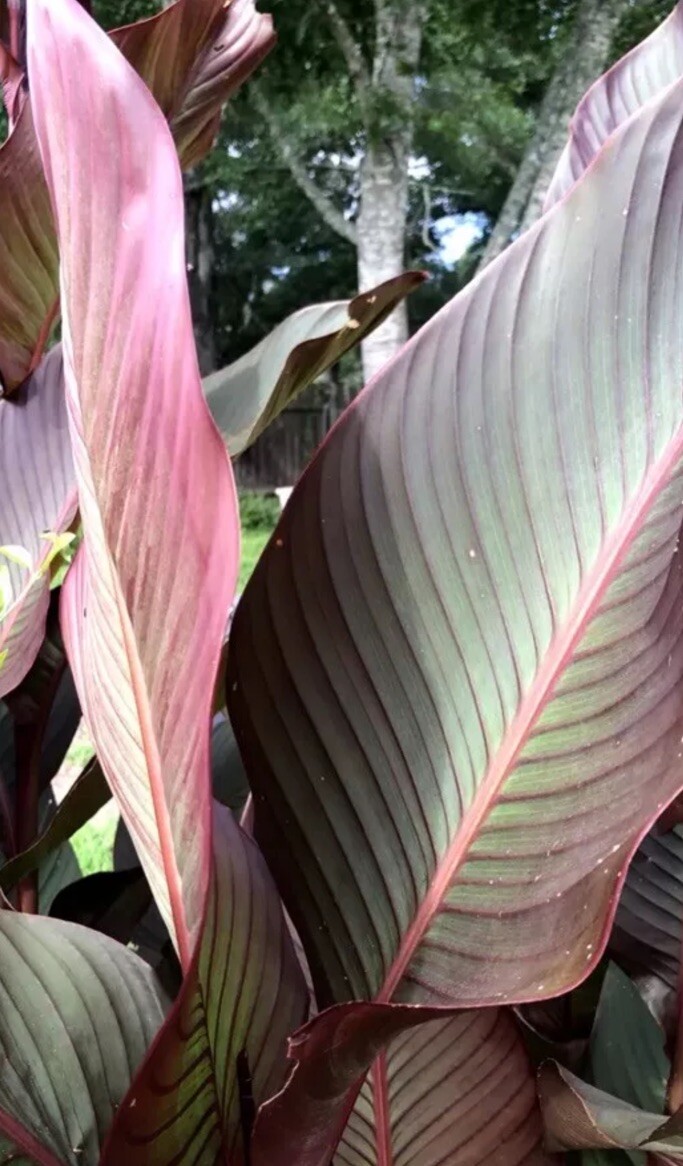 Canna Bulbs Red Flowers Tall Plants ONE Bronze Leaf Lily Rhizome gallery