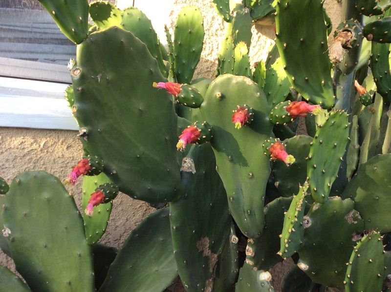 Spineless thornless edible Nopales Prickly pear cactus, lot of 3 pads, 5" long gallery