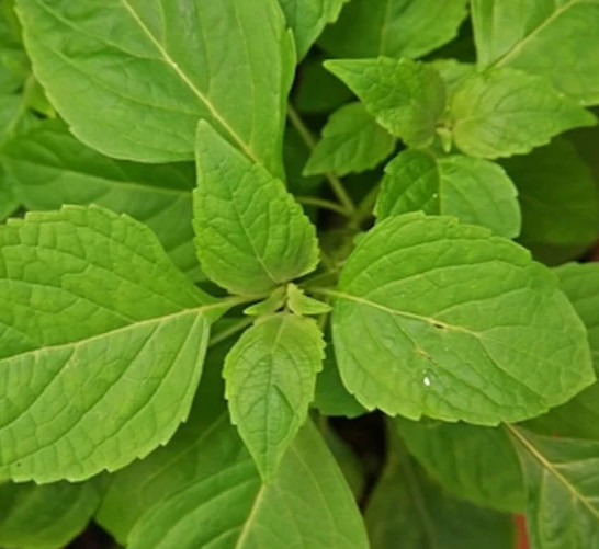 CLOVE SCENTED BASIL SEEDS 600+ ANNUAL herb GARDEN culinary SPICES FREE SHIPPING gallery