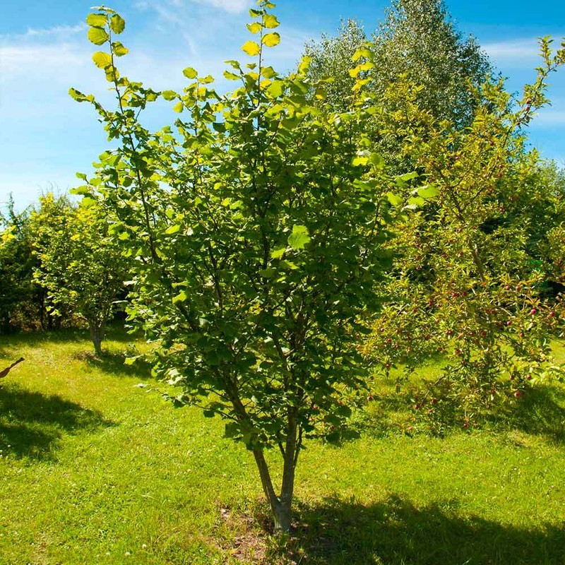 American Hazelnut Tree Live Plant Filbert Corylus Americana Easy Growing 3-4 Ft gallery
