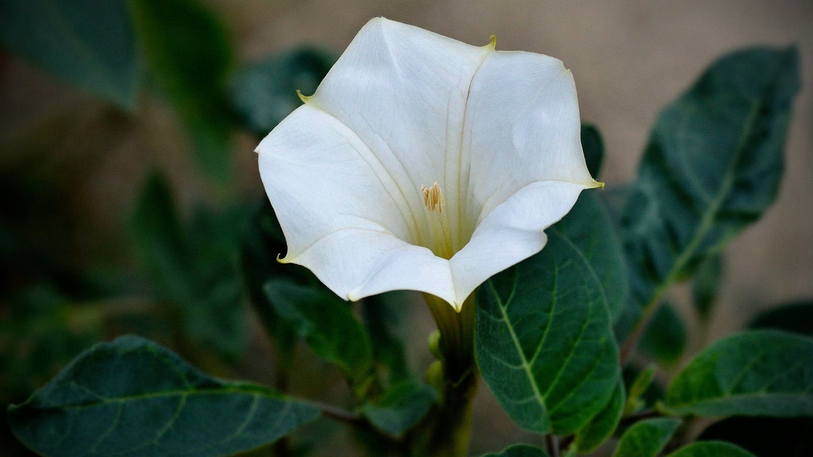 Moonflower seeds / Flowers / Vining / White / Perennial gallery