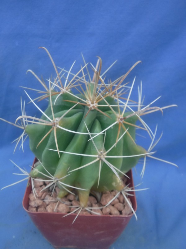 Ferocactus wislizeni "Fishhook Barrel" Cactus YELLOW SPINES/FLOWERS! 5"-6" Wide gallery