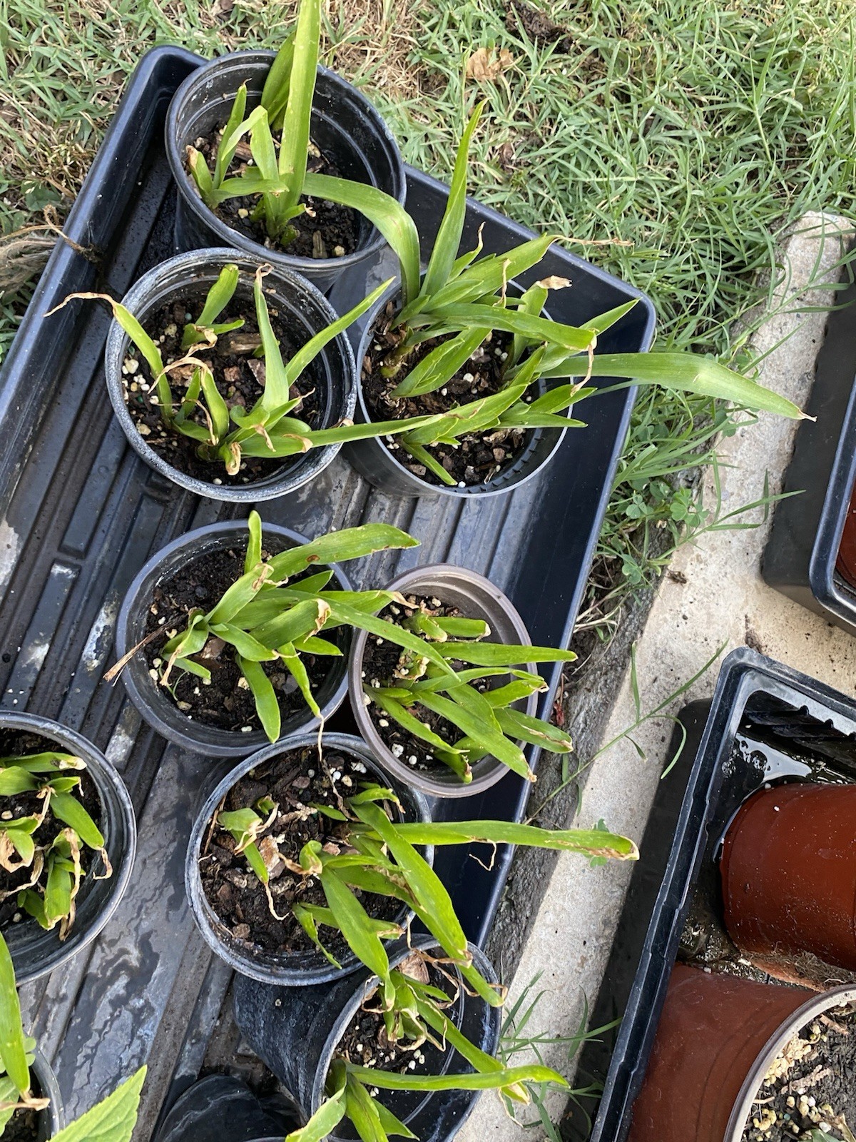 Tuberose Rojnigondha Mexican Tuberose 5- Plants Similar to Pictures gallery
