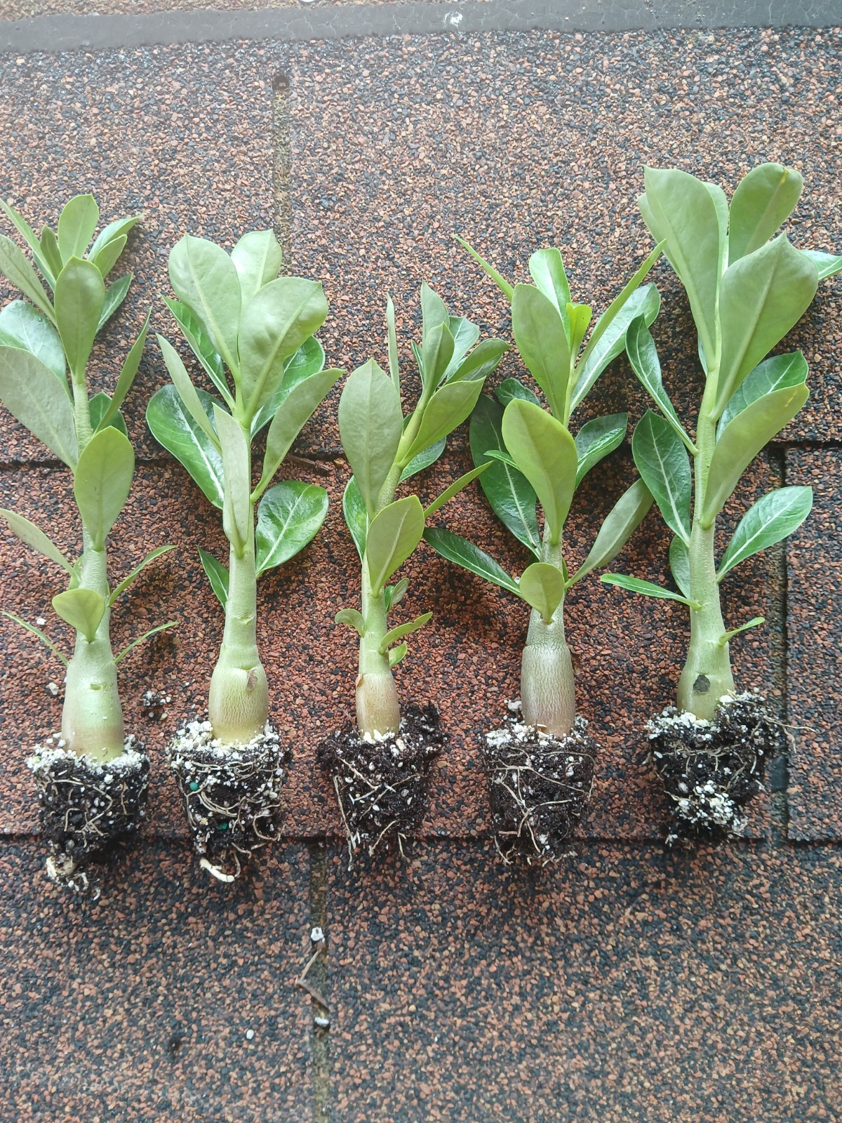 Desert Rose Live Plants, 4 Pack, Adenium Obesum, Mixed Color Blooms, Bulk Plants gallery