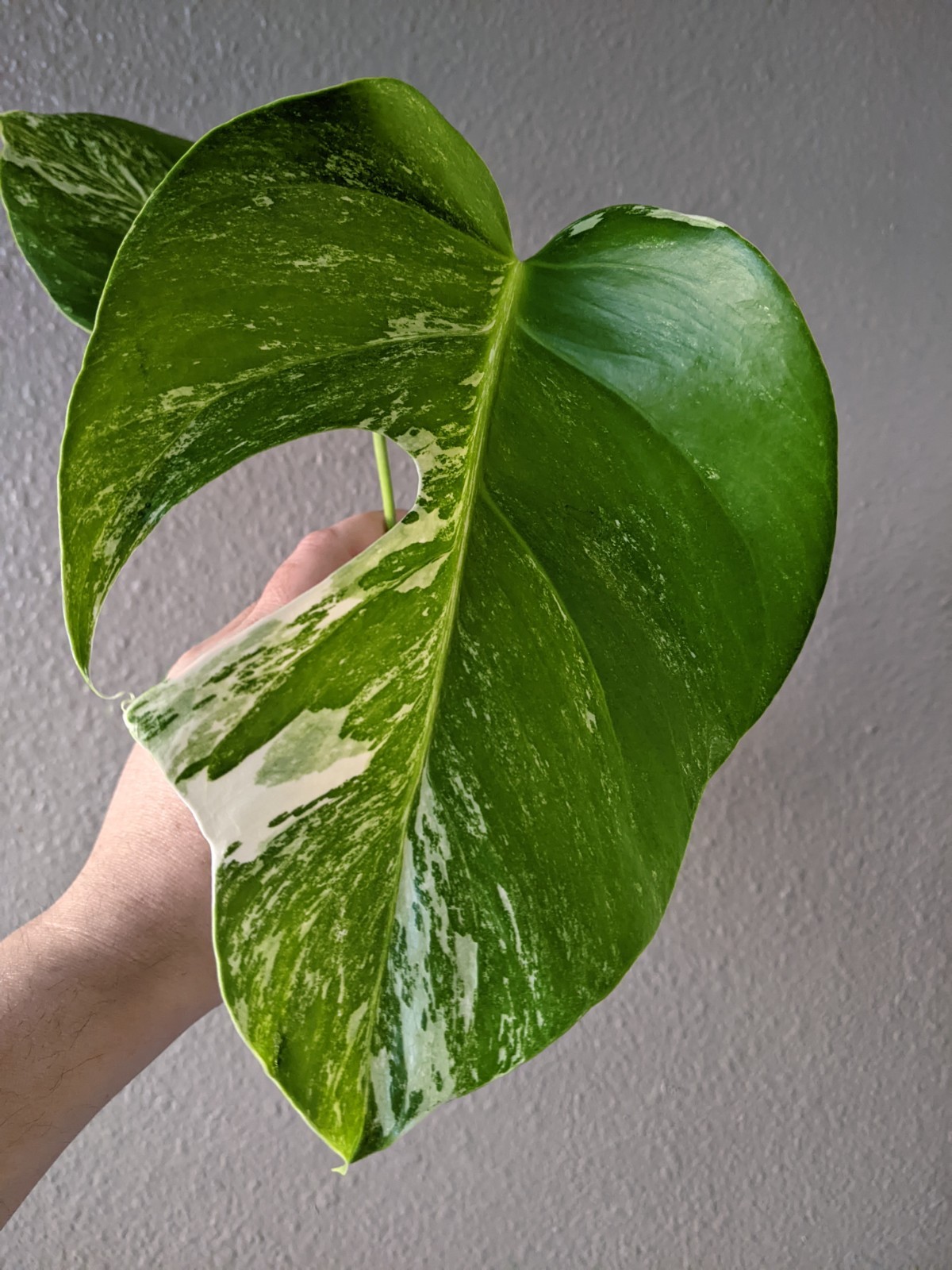 Monstera Albo Deliciosa Top Cutting, Moderate Varieg. Lightly Rooted, FREE Ship. gallery