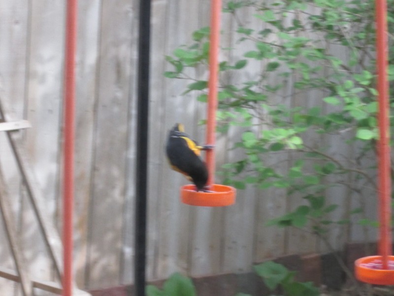 Robin Proof Oriole Feeder.......almost.....read description gallery
