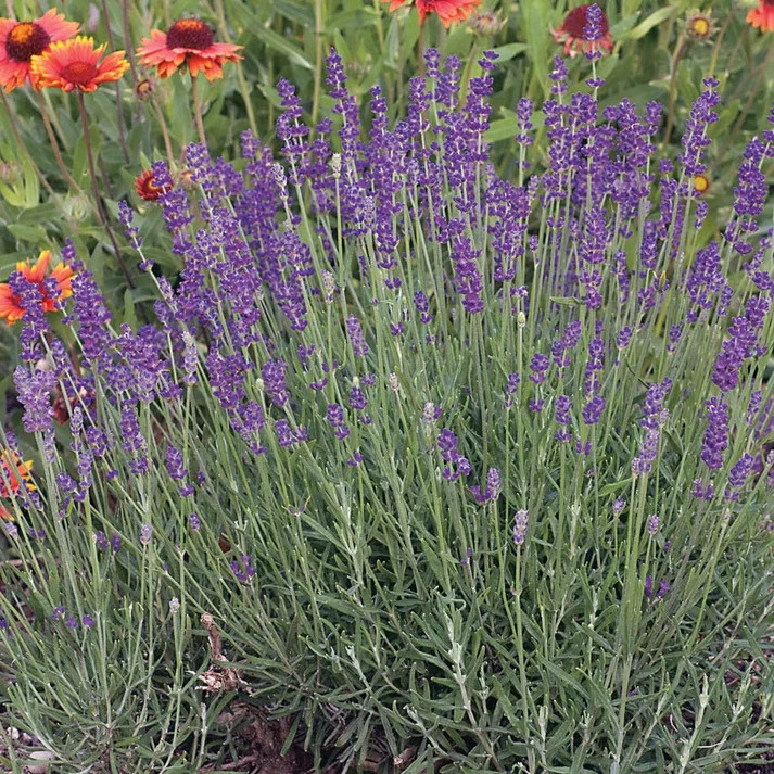 English Lavender (Lavandula x intermedia) non-GMO Heirloom seeds 100ct gallery