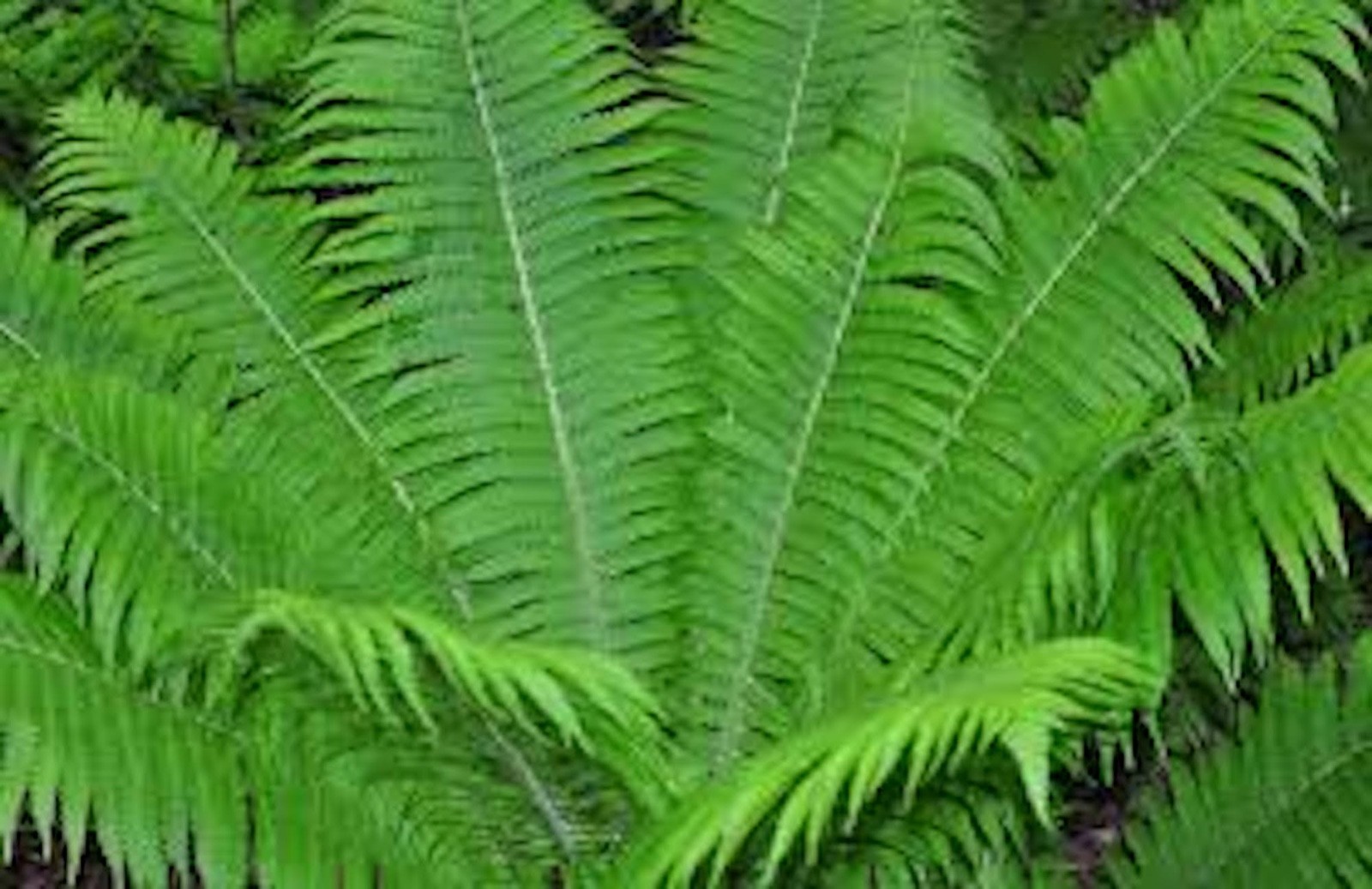 3 Ostrich Fern Root Fiddlehead Matteuccia Struthiopteris Bare Root gallery