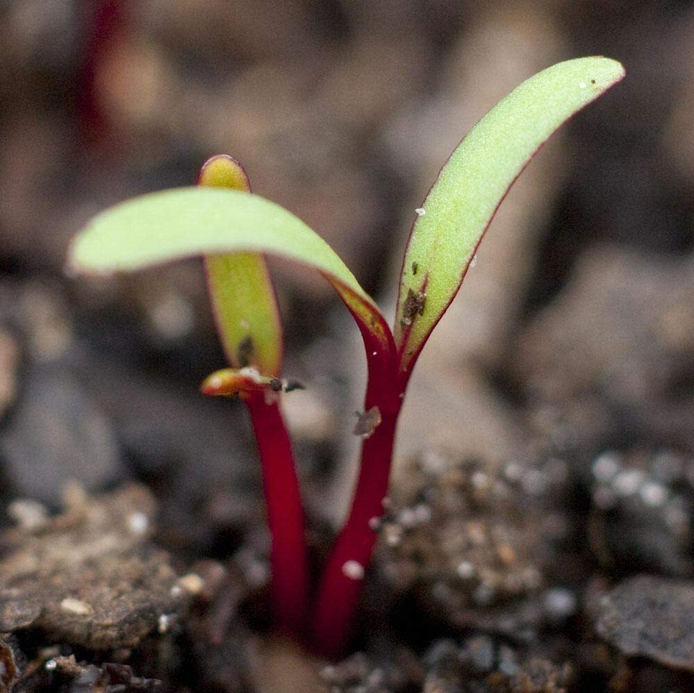 Beet Seeds for Sprouting Microgreens, COOL BEANS N SPROUTS gallery