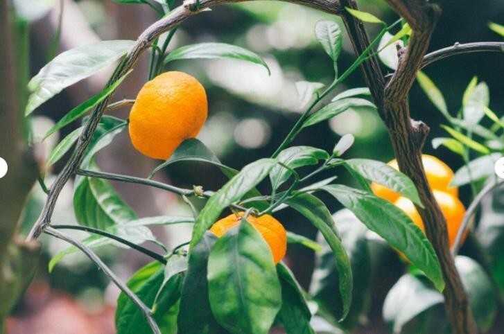 20 Mandarin Orange Tree Seeds - Citrus reticulata Blanco - Indoor Plant.(#4918) gallery