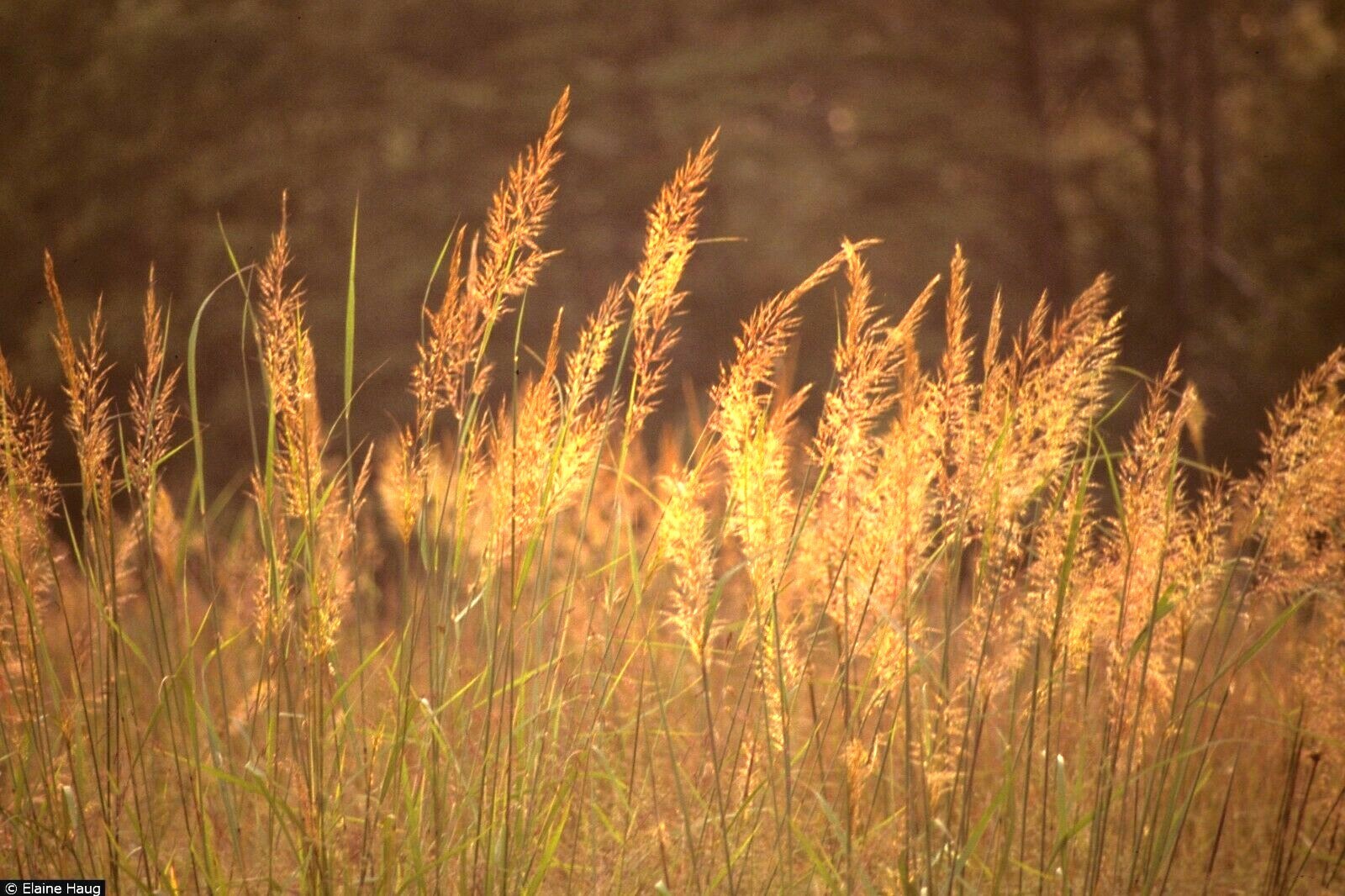 500+INDIAN GRASS Seeds Native Prairie Wildflower Ornamental Poor Soils Heat Cold gallery