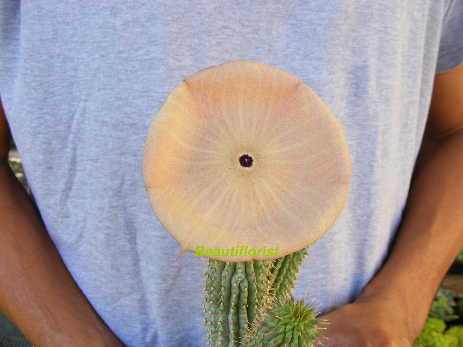 Hoodia gordonii Cactus gallery