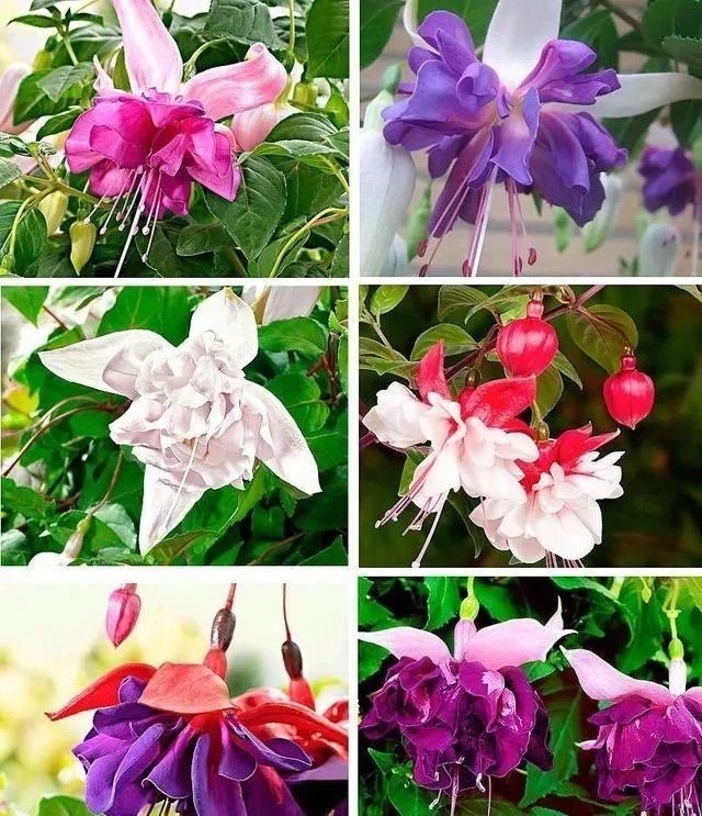Mix 50pcs/bag Fuchsia Seeds Potted Flowers seeds,bonsai seeds.#6445 gallery