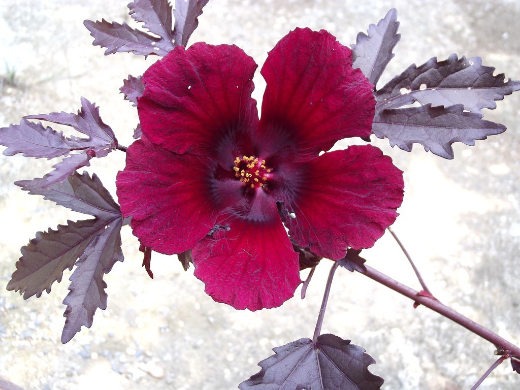 Hibiscus acetosella rare cranberry False roselle medicinal Edible plant 15 seeds gallery