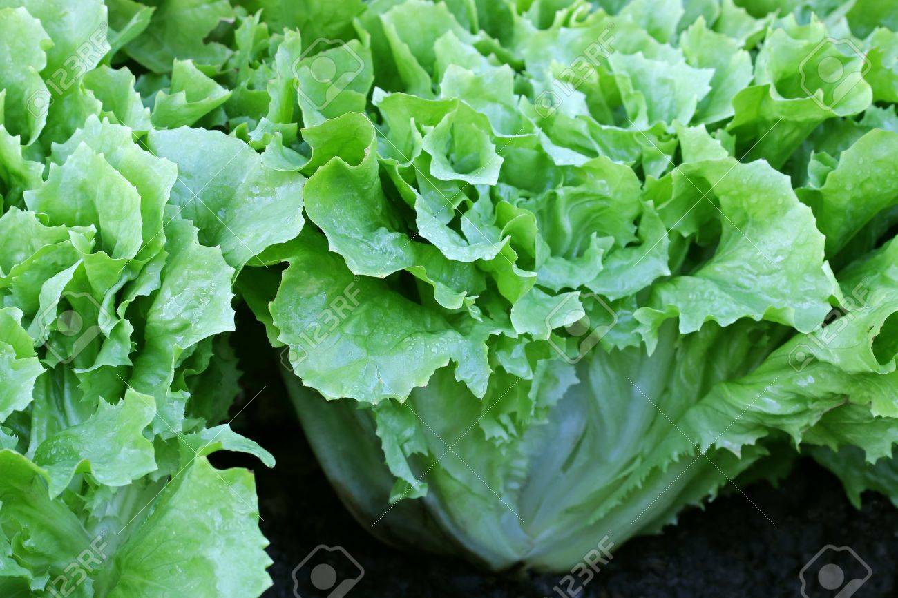 500 BROAD LEAF ENDIVE SEEDS NON - GMO FRESH GARDEN HARVEST gallery